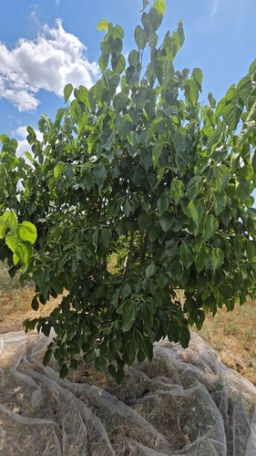 Morus macroura, 2026-05-29
