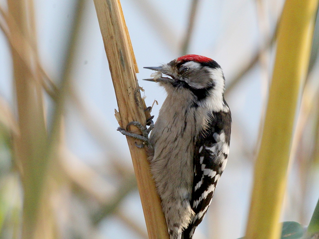 Lesser Spotted Woodpecker (Dryobates minor)