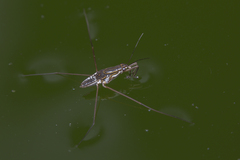 Limnogonus fossarum