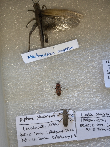 Spilostethus furcula