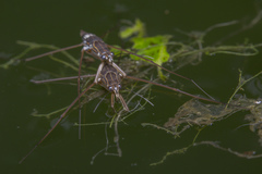 Limnogonus fossarum