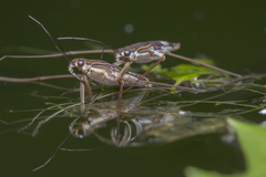 Limnogonus fossarum
