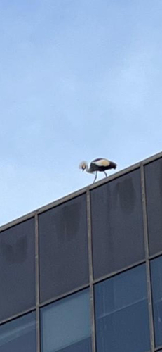 iNaturalist image