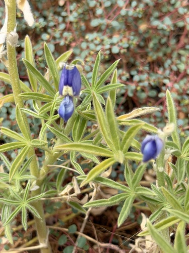 Big Bend Bluebonnet
