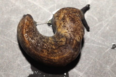 Tandonia budapestensis