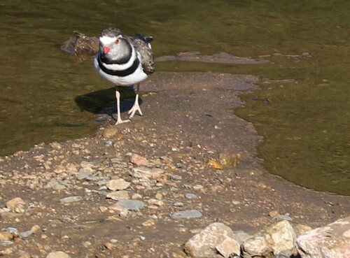 iNaturalist: (c) Vince Surics, some rights reserved (CC BY-NC), uploaded by Vince Surics iNaturalist image
