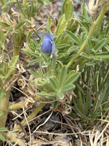 Big Bend Bluebonnet