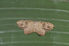 Schidax squamaria