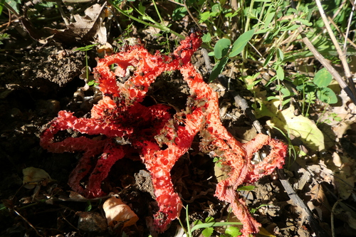 red-cage fungus