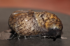 Tandonia budapestensis