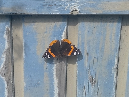 Red Admiral