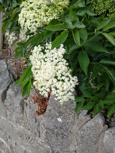 European black elderberry
