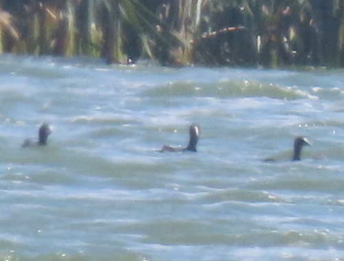 iNaturalist: (c) Gigi Laidler, some rights reserved (CC BY-NC), uploaded by Gigi Laidler iNaturalist image