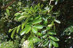 Trichilia emetica, photograph (c) Tony Rebelo, some rights reserved (CC BY-SA)
