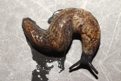 Tandonia budapestensis