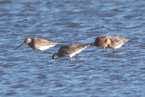 iNaturalist image
