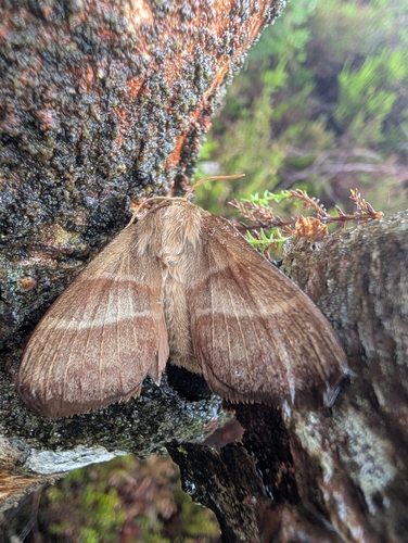 Fox Moth