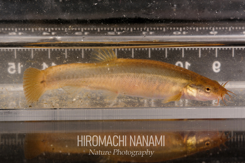 Eightbarbel loach (Lefua costata) — Nemacheilidae