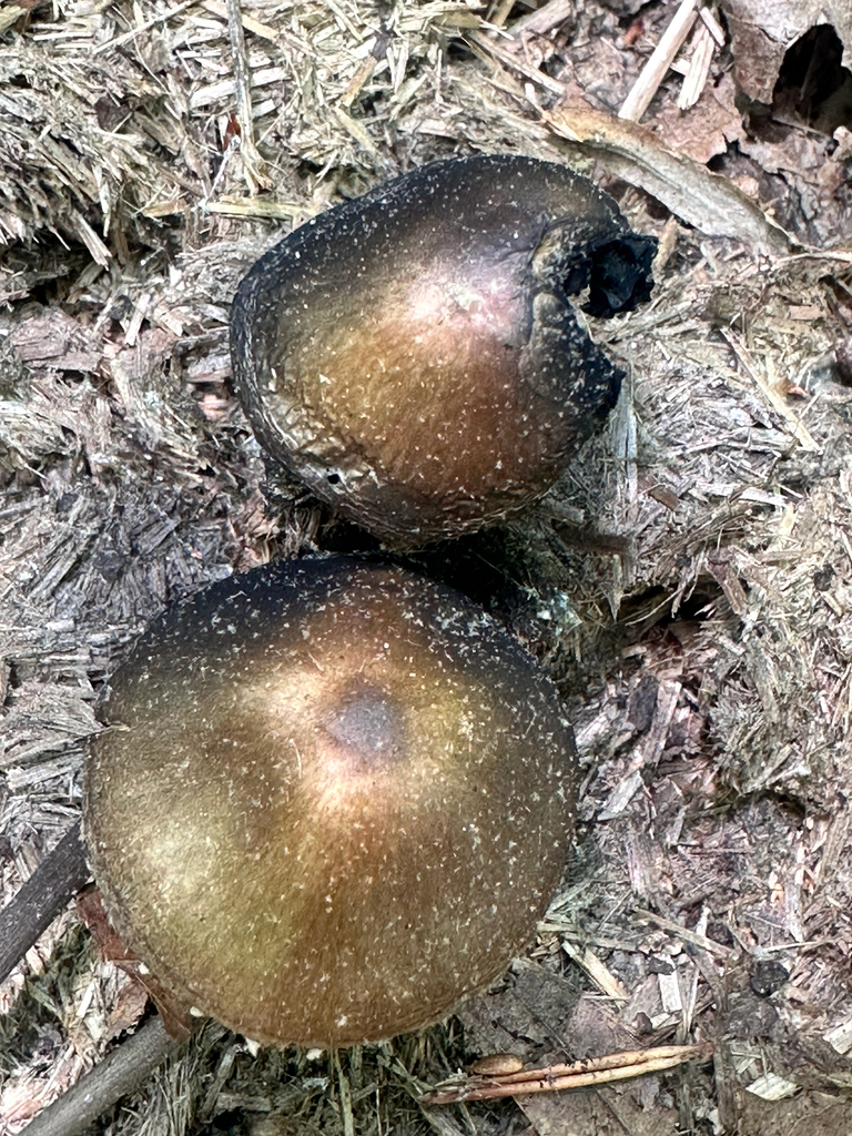 Petticoat Mottlegill