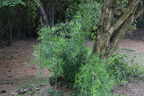 Asparagus falcatus, photograph 2
