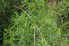 (c) Tony Rebelo, some rights reserved (CC BY-SA) Asparagus falcatus, photograph (c) Tony Rebelo, some rights reserved (CC BY-SA)