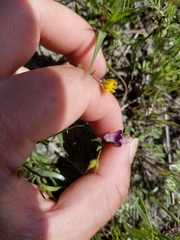 Astragalus rattanii jepsonianus