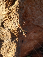 Empusa fasciata