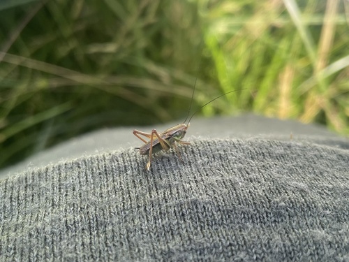 Roesel's Bush-cricket