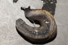 Tandonia budapestensis