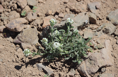 Cryptantha capituliflora