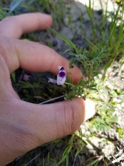 Astragalus rattanii jepsonianus