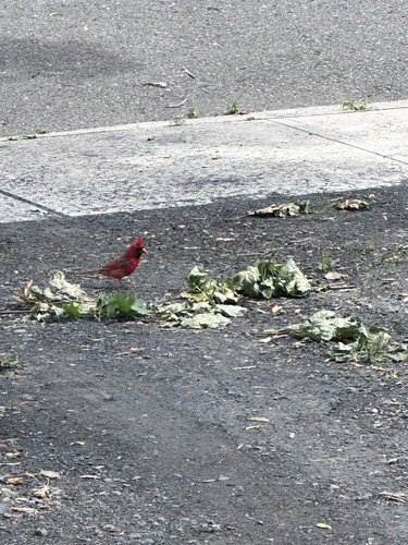 Northern Cardinal