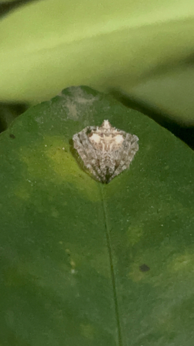 Laglaise's Garden Spider