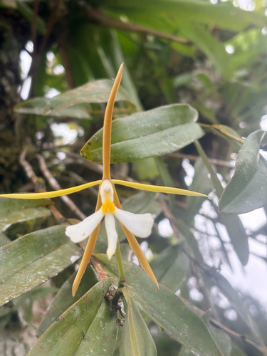 Epidendrum nocturnum Jacq.
