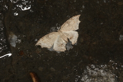 Coelurotricha curvilinea