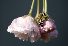 Andrena gravida