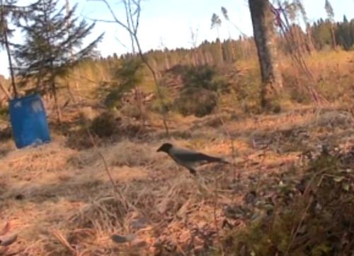 Hooded Crow