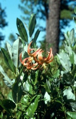 Lilium pyrophilum