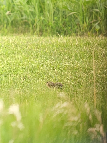 Thirteen-lined Ground Squirrel observed by jaybuc6
