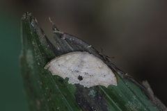Coelurotricha curvilinea image