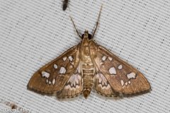 Samea baccatalis