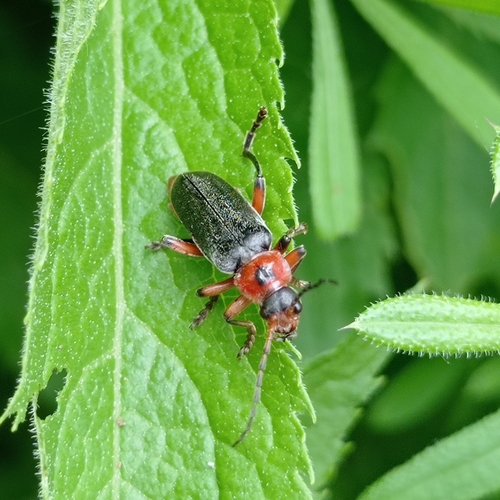 Rustic Sailor Beetle