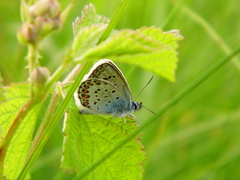 Plebejus argus