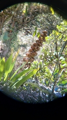 Capitulate Bromeliad (Mezobromelia capituligera)
