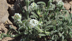 Cryptantha capituliflora