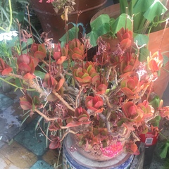 Crassulaceae