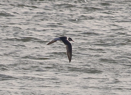 iNaturalist image