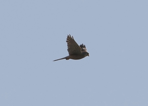 Eurasian Kestrel
