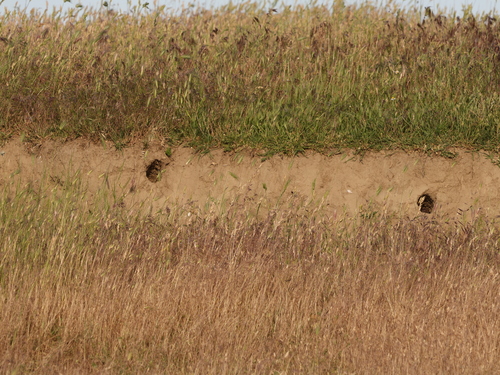 European Ground Squirrel