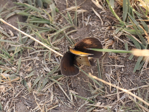 Meadow Brown